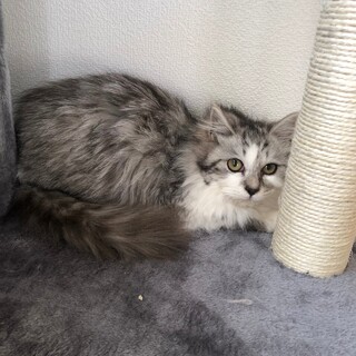 もふもふ長毛グレーの男の子！ゴージャス