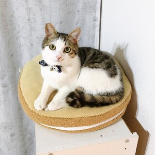 ベタ慣れ甘えん坊キジ白　♂