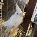 オカメインコ　ホワイトフェイス　ルチノー　10ヶ月