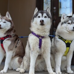 「家族」サムネイル3