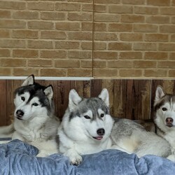 「家族」サムネイル2