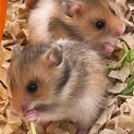 1月25日生まれゴールデンハムスター