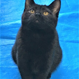 チビ黒ちゃん 里親決定！