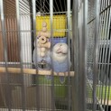小桜インコの姉妹です