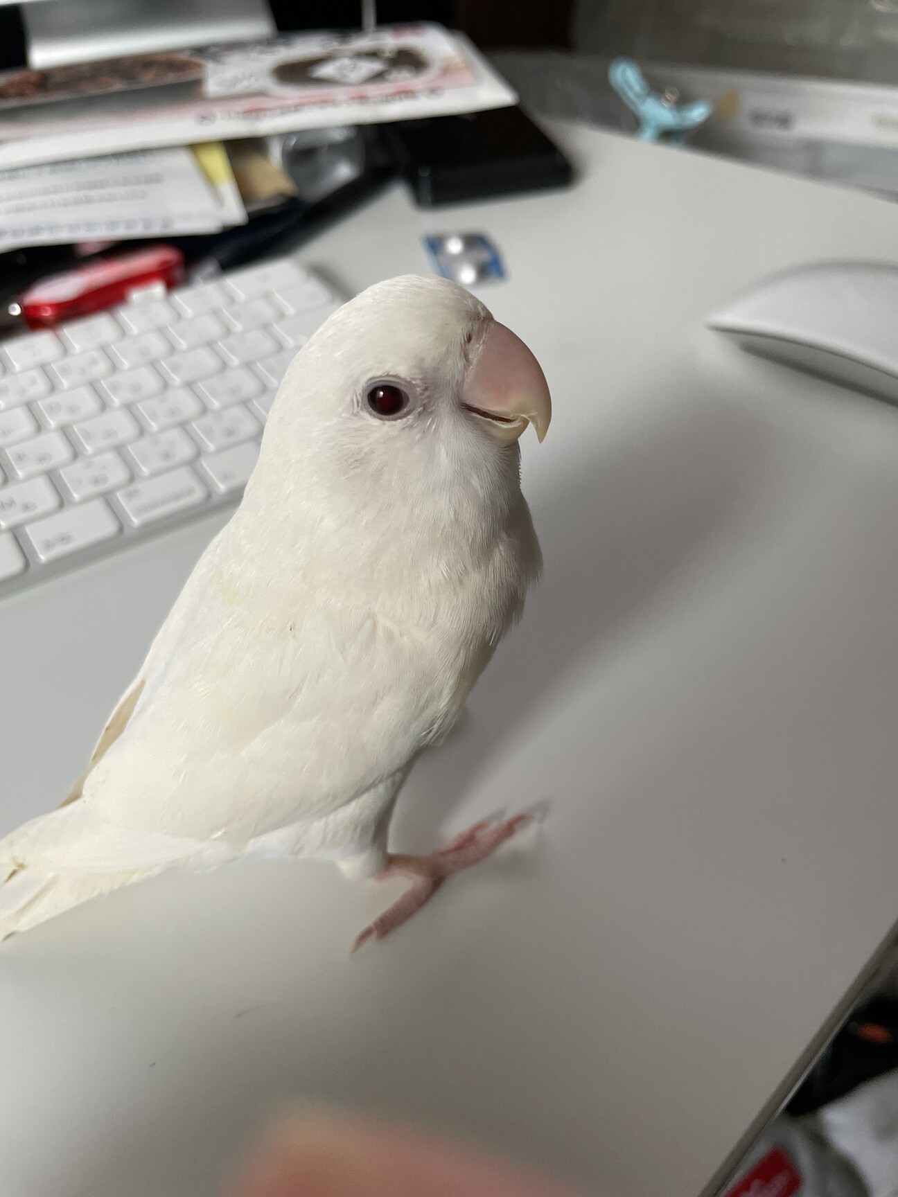 小桜インコ様、専用のpost 小桜インコ様、専用の確認post （鳥専門店 BIRDMORE