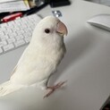 小桜インコ　オスのアルビノです