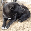 性格の良い◯ かっこいい 黒犬の男の子。０２-１３