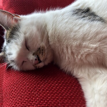 イーちゃんごめんね。安らかにねむってください。