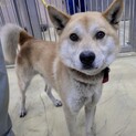 人も犬も大丈夫！性格良い男の子♂、０２-１４