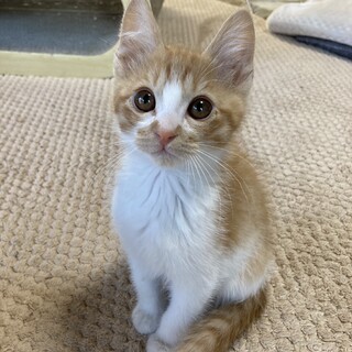 お目目くりくり　イケメン茶白　いなり君　3ヶ月