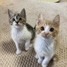 お目目くりくり　イケメン茶白　いなり君　3ヶ月 サムネイル2