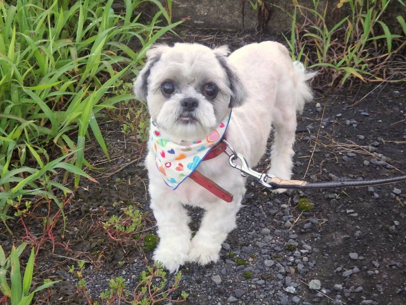 大人しくて優しい性格のシ 奈良県 犬の里親募集 ペットのおうち 月間利用者150万人