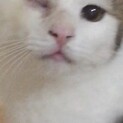虐待で片目盲目どうか幸せになって欲しいです
