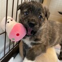 MIXの子犬の男の子　ビスコッティくん