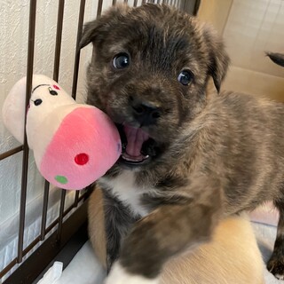 MIXの子犬の男の子　ビスコッティくん
