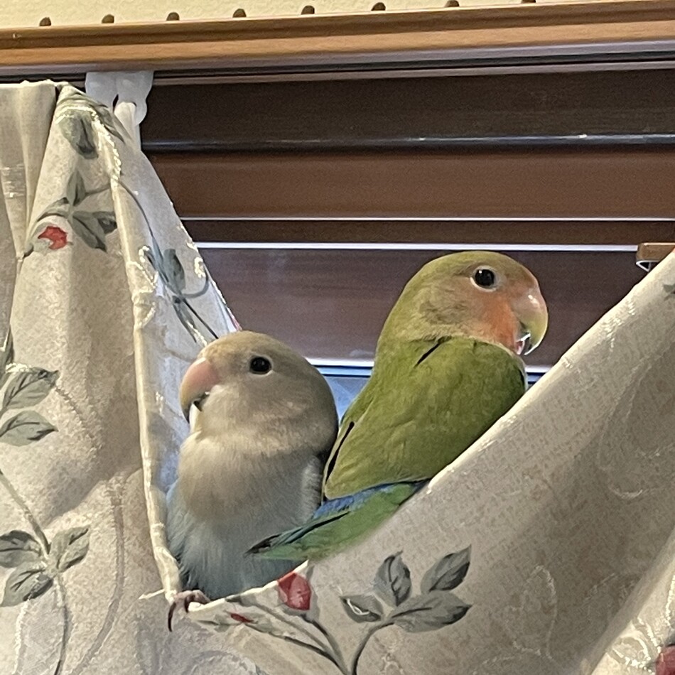 ずっきーにのカバー写真