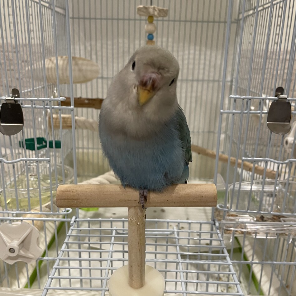 ぐりんぴーすのカバー写真