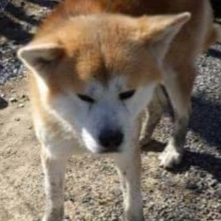 ブリーダー遺棄