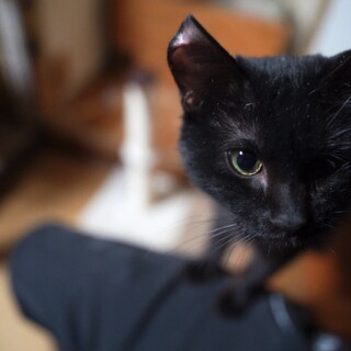 片目を失った黒子猫ちゃん。