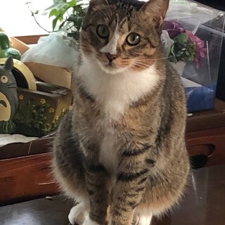 美人なサバ白ちゃん