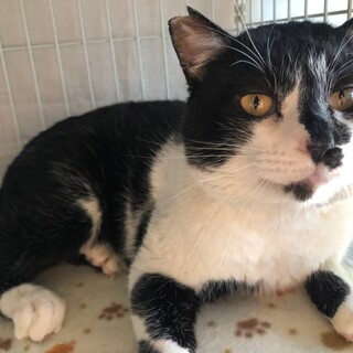 人慣れしていてかわいい声で鳴く白黒君