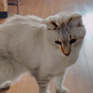 緊急！シャムMIX飼い主が痴呆で行き場が無いです
