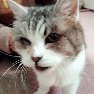 緊急！飼い主が痴呆で行き場がありません