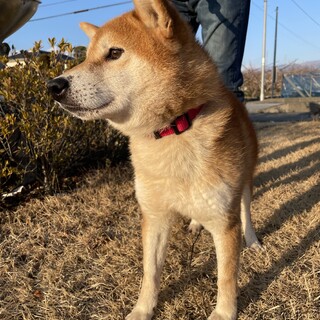 柴犬　ツンデレ美男子のぜんざいくん