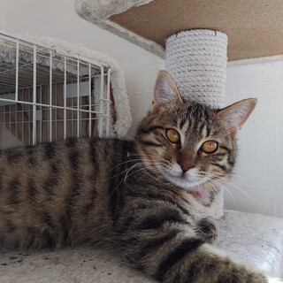 【2/27千葉譲渡会】丸顔で可愛いみかちゃん