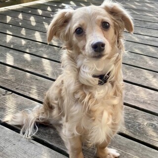 ダックスMIXの男の子　テテくん