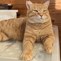 【タルト】トライアルが決まりました。