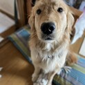 募集一時停止します。