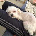 くぅちゃん