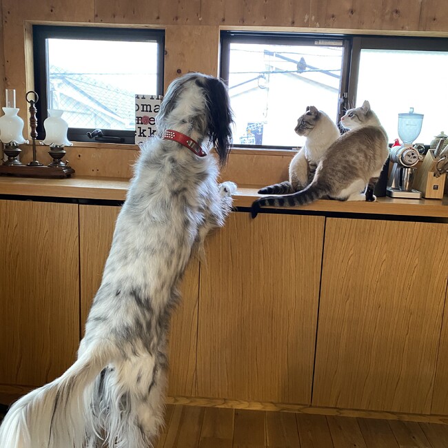 tamakisanのカバー写真