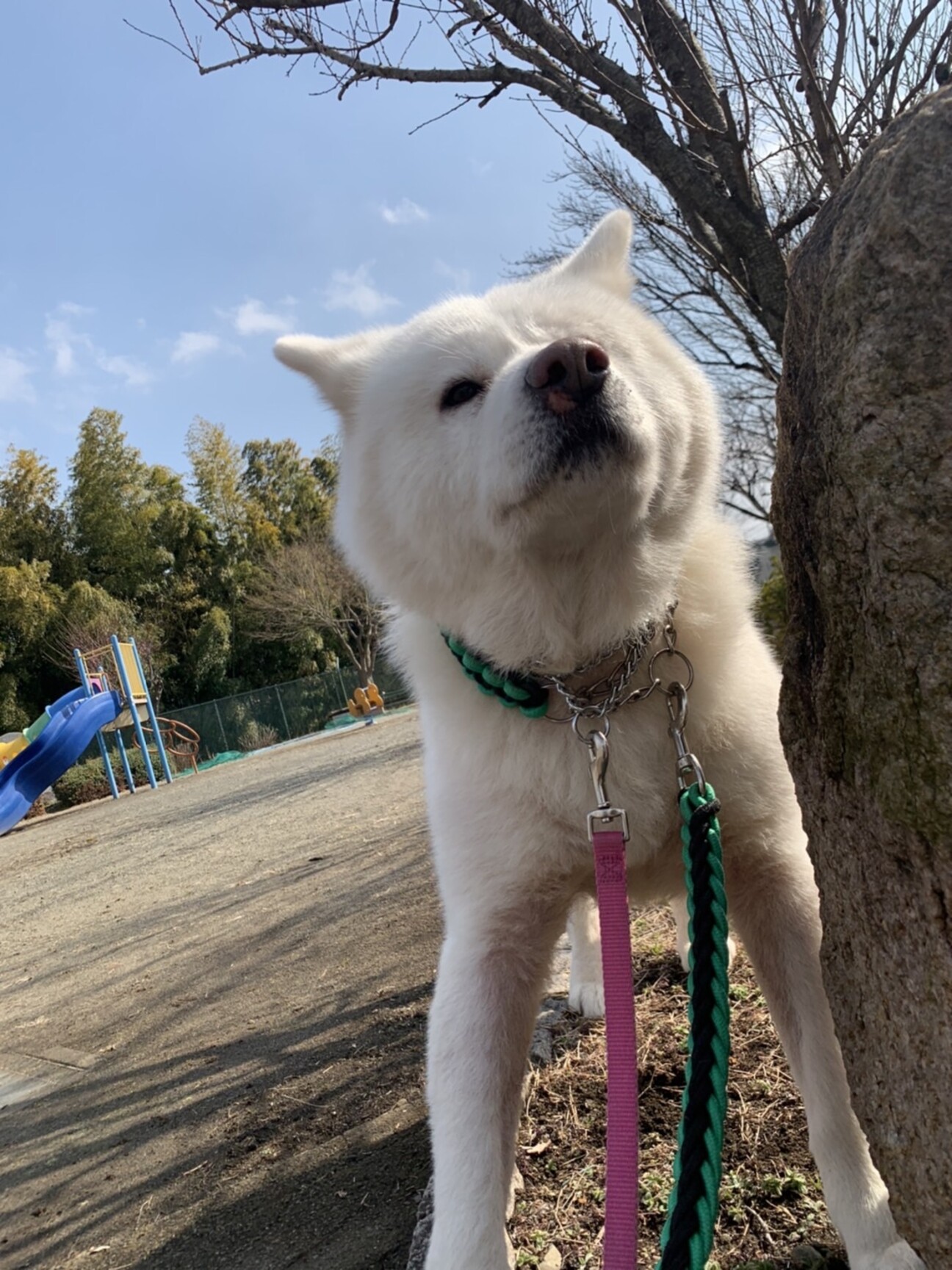 大きな白秋田 チロ丸 東京都 犬の里親募集 4030 ペットのおうち 月間利用者150万人