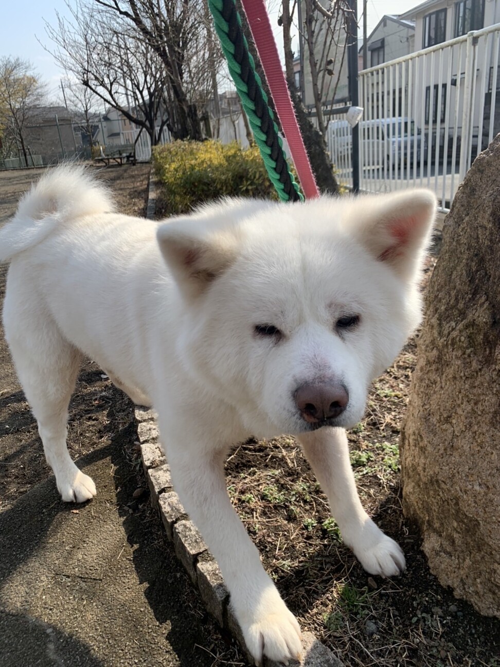 大きな白秋田 チロ丸 東京都 犬の里親募集 4030 ペットのおうち 月間利用者150万人