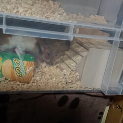 「二階建ての豪邸？へ」サムネイル2