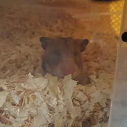 「二階建ての豪邸？へ」サムネイル3