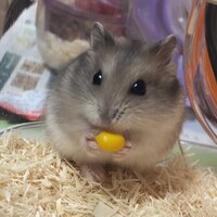 よもぎ
