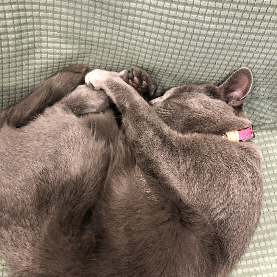 くぅのカバー写真