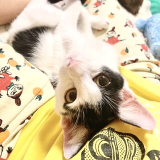 【めちゃ甘えん坊ボーイ】個性的前髪模様のポルトくん