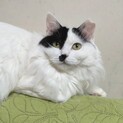 ふわふわ白黒半長毛メリーちゃん