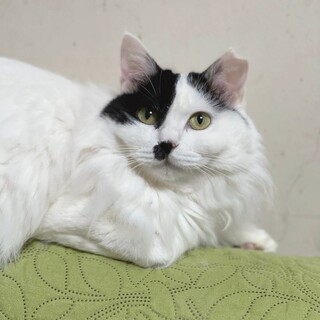 ふわふわ白黒半長毛メリーちゃん