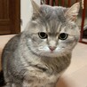 まめすけもち