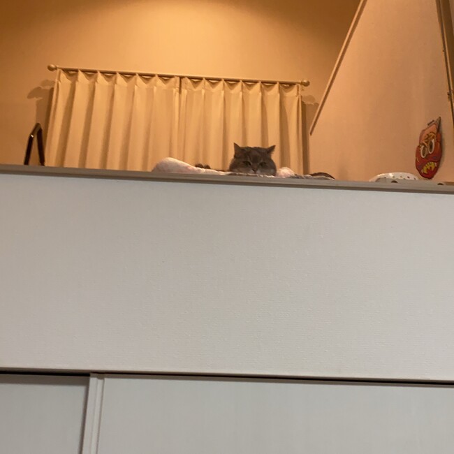 まめすけもちのカバー写真