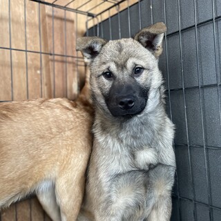 3〜4ヶ月オス野犬の子です