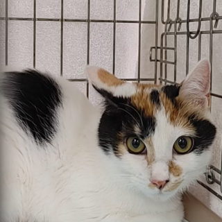 (トライアル中！)『シグナル』女子