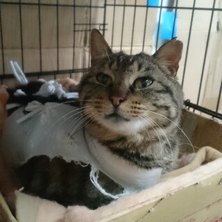 （ﾄﾗｲｱﾙ中！）ｺﾞﾛｺﾞﾛ人慣れ『まき』