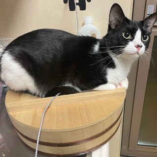 あまあま白黒男子のぼんちゃん