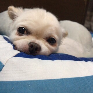 おとなしい愛らしいチワワです。